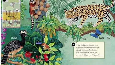 Rain Forests   Wonders U4W1