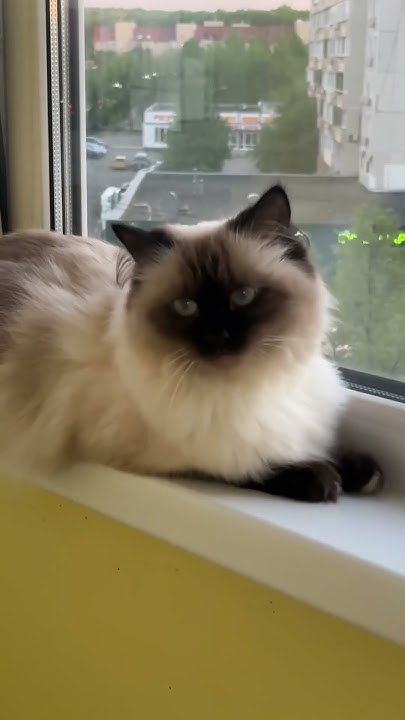 Всем хорошего дня и отличного настроения желает кошка Милашка 🥰 #кошка# ...