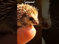 the world's smallest hedgehog goes viral #shorts #viralvideo #funnyvideo #hedgehogs #smallest