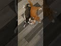 Mr gray & biscuits my newest babies