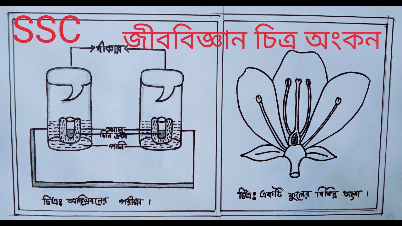 SSC Biology Practical Drawing Class 10 Ssc 2023 জীববিজ্ঞান