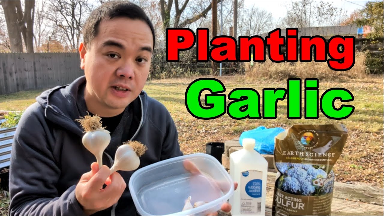 🧄Planting Hardneck Garlic in Zone 6A (Finally, in Late November!)
