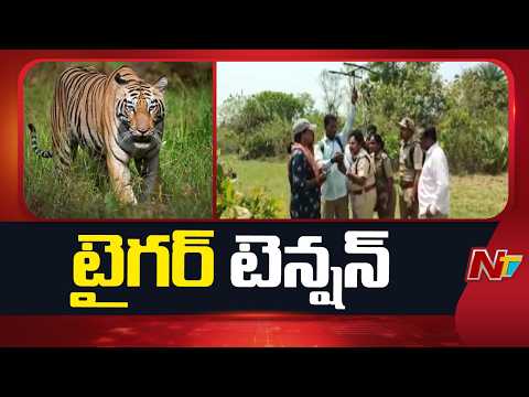Alluri Dist: అల్లూరి జిల్లాలో టైగర్ టెన్షన్ | NTV Telugu - NTVTELUGU