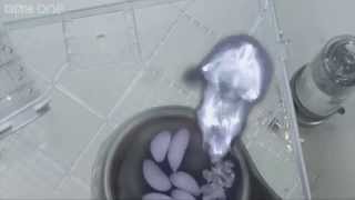 X-Ray Video Reveals Hamsters' Amazing Cheek-Stuffing Abilities