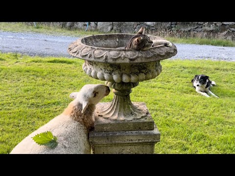 Cats And Lamb Friendship 