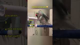 Top 5 Funniest Pets That Will Make You Cry-Laugh