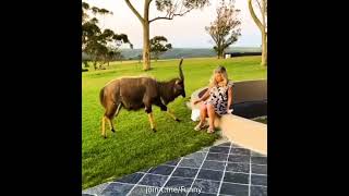 When A Goat Hear Your Farting