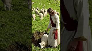 The pararable of the lost sheep Net Worth