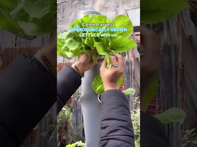 From our DIY hydroponic setup to two handfuls of fresh lettuce! 🥬  #youtubeshorts #shorts #short