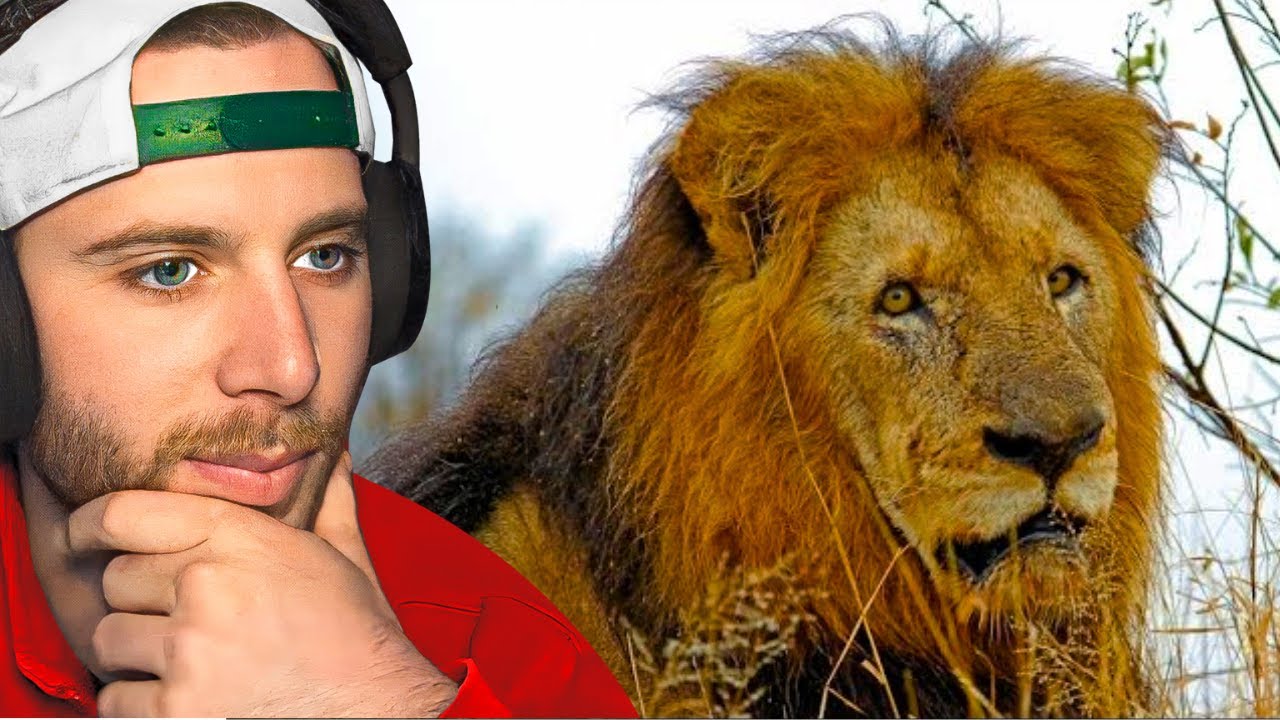 REACTING TO MAPOGO LION LEADER