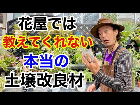 夏の後に植えたい！土を簡単にリセットするカバークロップ5選