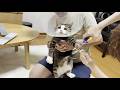 阿修羅面怒りに豹変した猫はただただ怖い