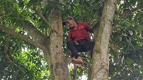 Cưa  cây  xoài  đài  loan  siêu  khủng  ,Siêu  nhánh  , Nghiêng  vào  nhà. Cưa  cây  kỷ thuật cao