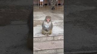 Tibetan macaques ❤️ #china #travel #monkey #adventure #mountains