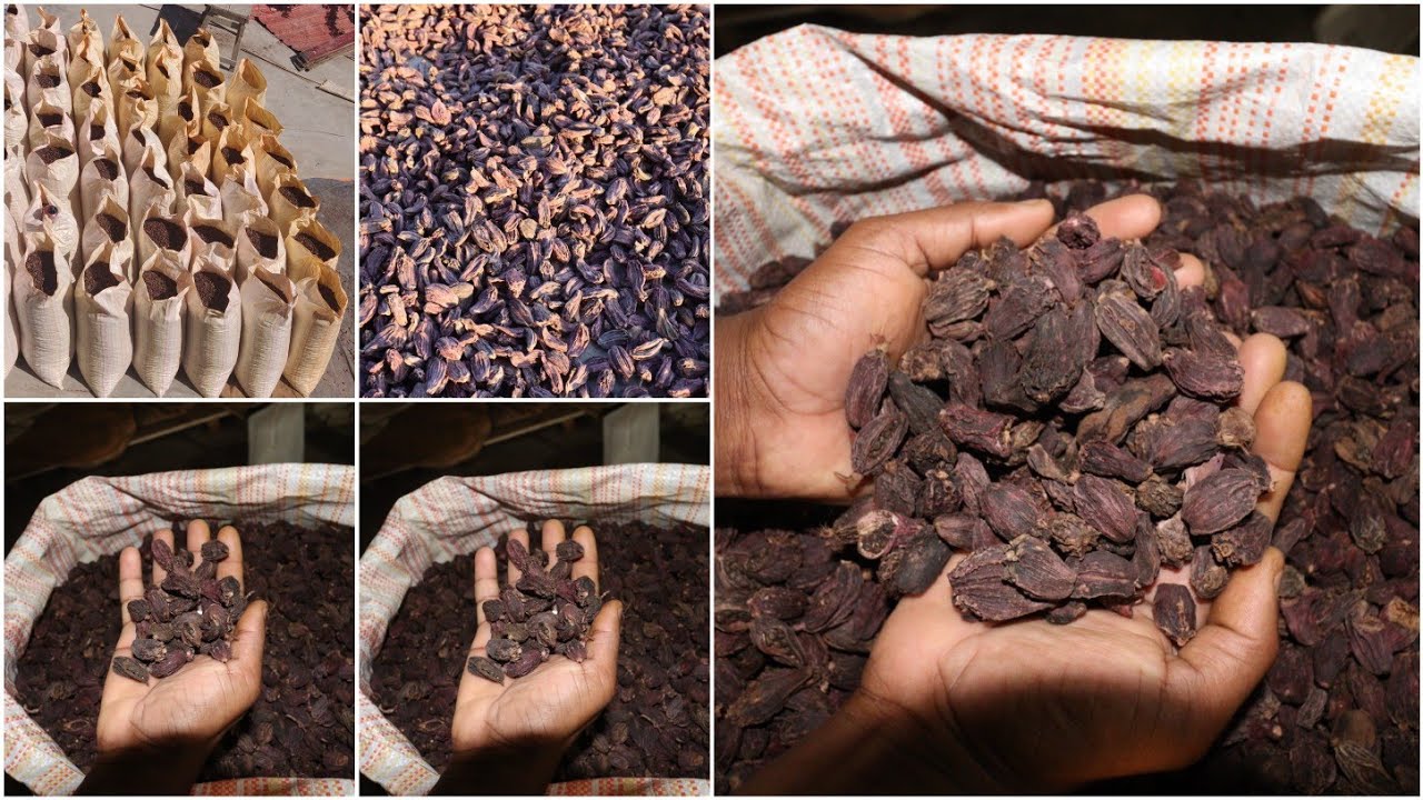 Must watch video for Elaichi Farmer & Business Person|| Cardamom Revolution In Arunachal Pradesh ||