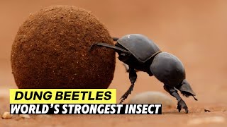 Dung Beetles – 10 Strange Facts About the World’s Strongest Insect