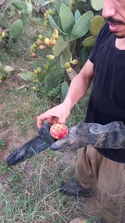 اسرع تقشير التين الشوكي الحمر