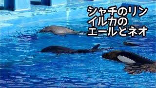 シャチのリンちゃんとイルカのエールちゃんとネオちゃん ゆっくりと