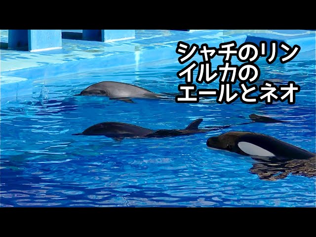 シャチのリンちゃんとイルカのエールちゃんとネオちゃん ゆっくりと