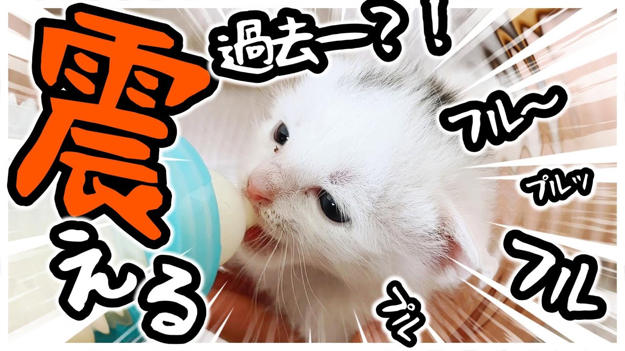 ふるふるふるるるぅ～ミルクに興奮？！過去一震える子猫【保護猫生活10
