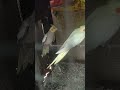 Cocktail grey and pearl #birdslover