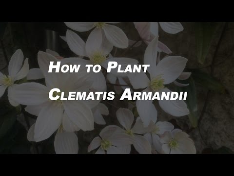 Basic Gardening Tips for Beginners | How to Plant Clematis Armandii in 11 Steps