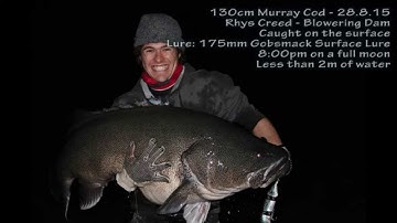 130cm Surface Murray Cod - Release Video