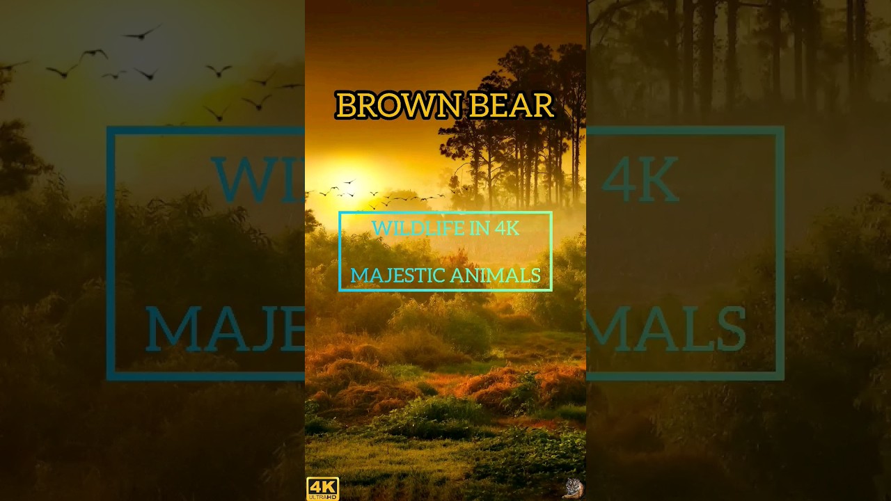 Brown Bears - Wild Animals in 4K | Wildlife in 4K 