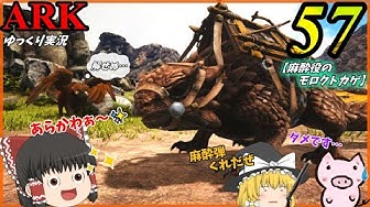 モロクトカゲ Youtube