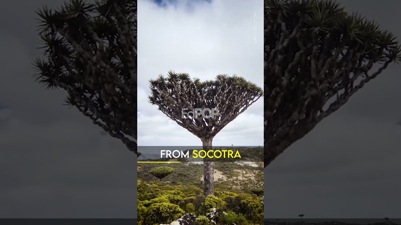 Mind-blowing Trees | EdPOP