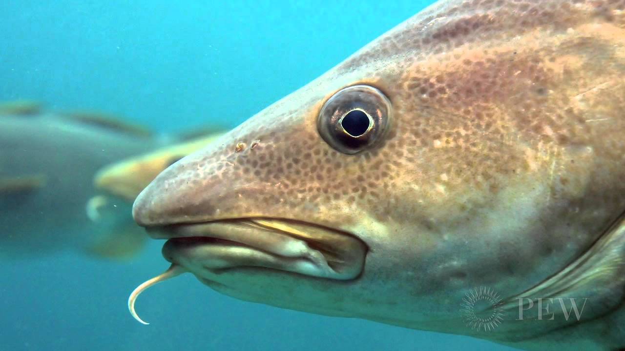 Codfish Fish Facts  Gadus spp. - A-Z Animals