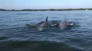 Dolphins in the Wicomico River by Sharon Sylvia/UMCES