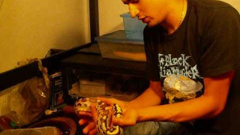 Short-tail Python Handling (Part 1)