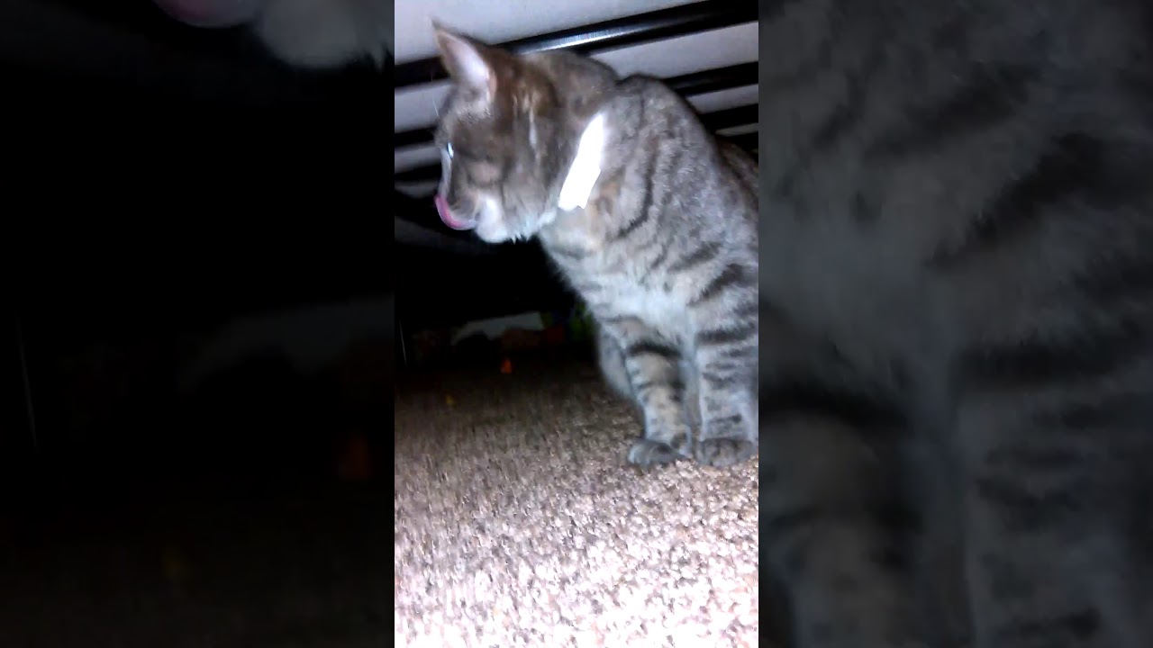 Cat eats hair ball YouTube