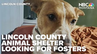 Career Overview Lincoln County Animal Shelter looking for fosters