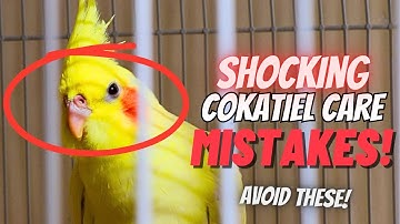 10 Wrong Tips You Should NEVER Do with Your Cockatiel