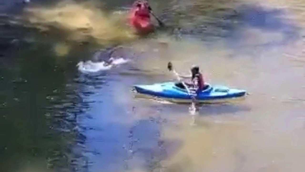 Domestic Duck Rescue (June 13, 2020) - YouTube