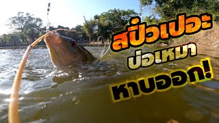 ตกสปิ๋วเปอะ บ่อเหมา กินเร็วสุดๆ ถึงกับหาบ 😲 AB-FISHING