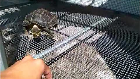 RÙA - Rùa răng kêu là bò lại - 4/5/2016