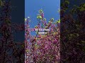 Why Winter Prune? | Joe Benigno's Tree Service