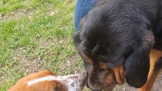 Basset Hounds make friends with Bloodhounds!