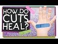 How do cuts heal