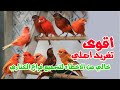 اقوى تغريد كناري للتسميع و تهييج الانات للتزاوج حصريا canary singing training