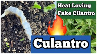 How to Grow Culantro * No BOLTING Cilantro HERB Mexican Coriander Parsley used in Caribbean Cooking