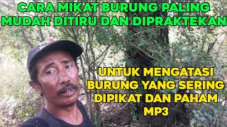 BEGINI CARA MUDAH MEMIKAT BURUNG YANG SERING DIPIKAT DAN PAHAM DENGAN MP3