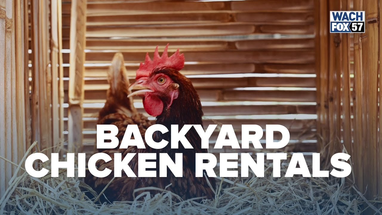 Chicken rental service makes backyard hens more accessible