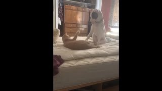 Cat Got Pissed Playing Patty Cake With Her Dog Friend