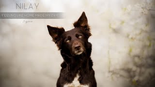 Nilay - 3 Years [Border Collie]