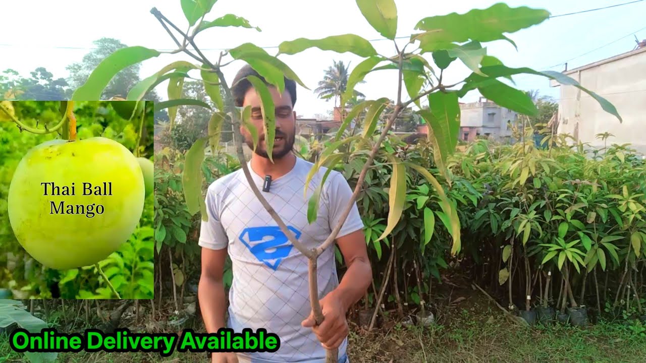 Thai ball mango / Seedless lotkon / Bari 13 mango / jhilik nursery / mirpur birbhum / West Bengal
