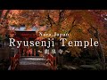 【奈良の絶景】洞川温泉 龍泉寺の紅葉：Dorogawa Onsen Ryusenji Temple at Tenkawa Village in Autumn
